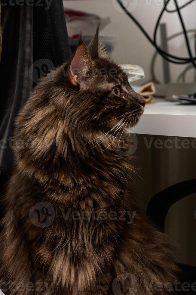 A contemplative cat gazes thoughtfully while perched beside a desk in a cozy home environment photo