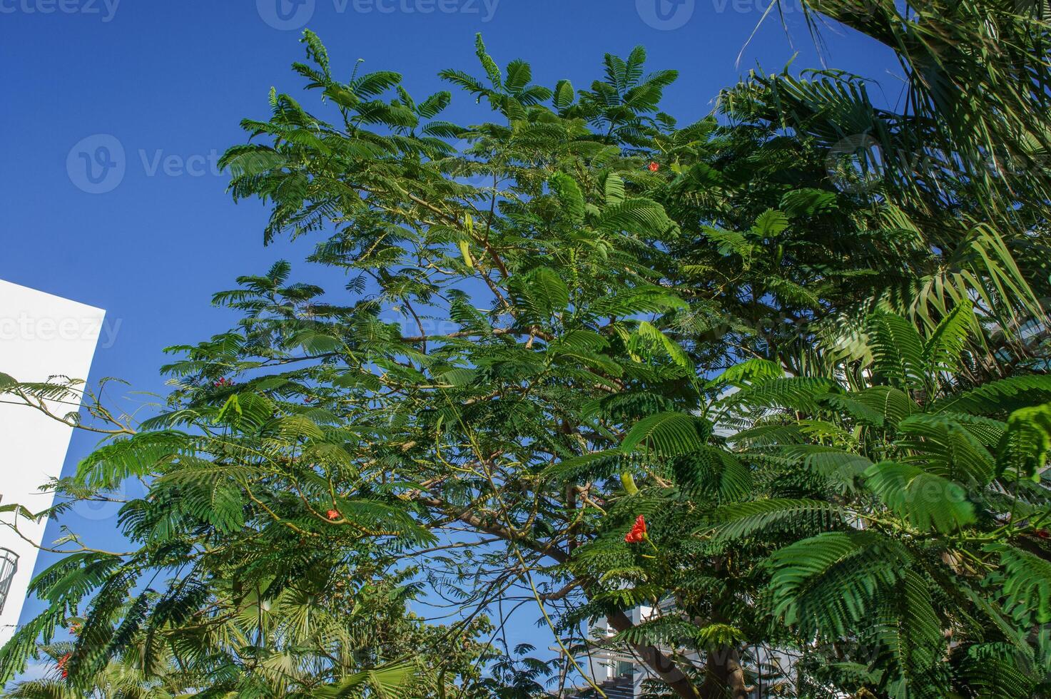 Vibrant green tropical tree reaching toward the clear blue sky on a sunny day in an urban setting. photo