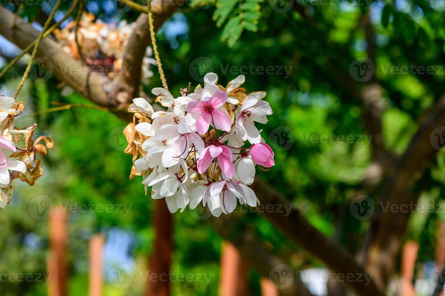 Blooming white and pink flowers on a tree branch in a vibrant garden during late springtime photo