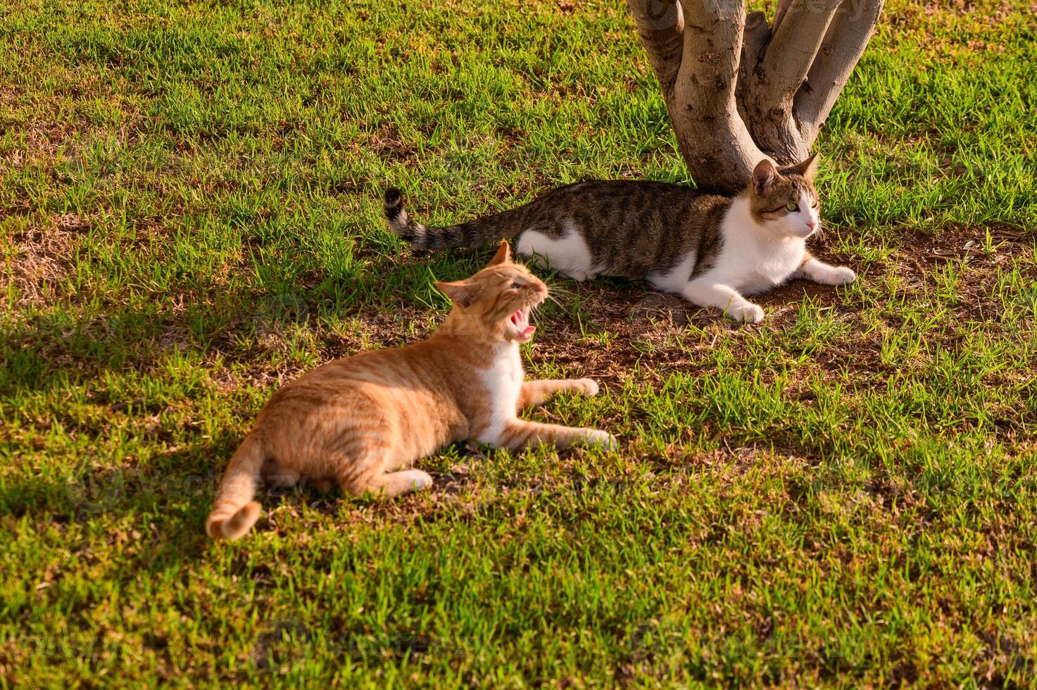 Two Relaxed Cats Lounging on a Sunny Afternoon in a Vibrant Green Lawn Under a Tree photo