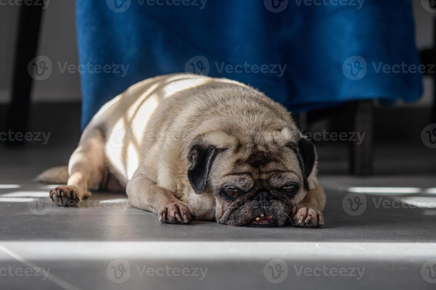 Relaxed pug lounging in sunlit room beneath a blue curtain on a lazy afternoon photo