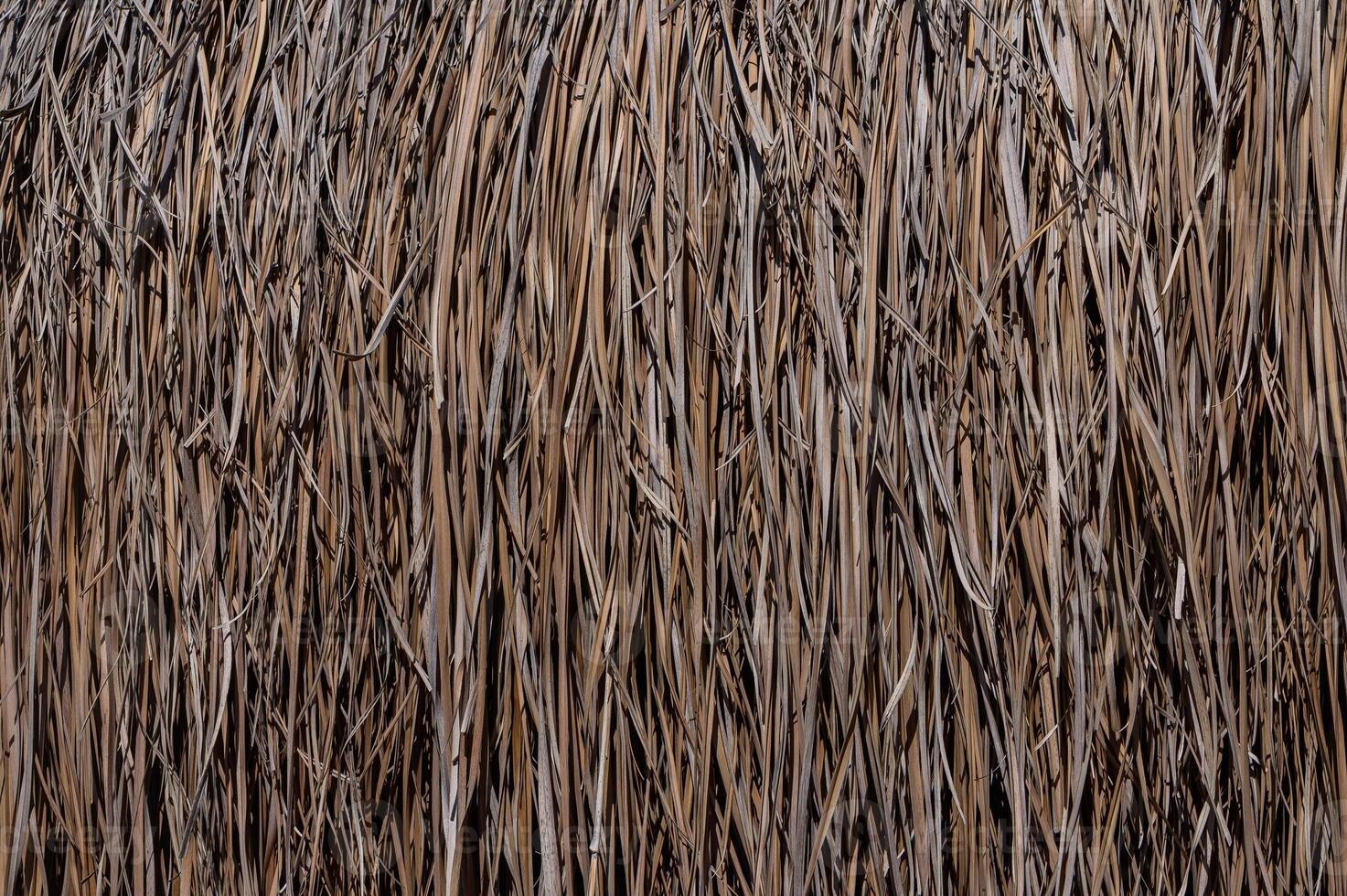 Natural textures of dried reeds create a mesmerizing pattern in a vibrant rustic setting under warm afternoon sunlight photo