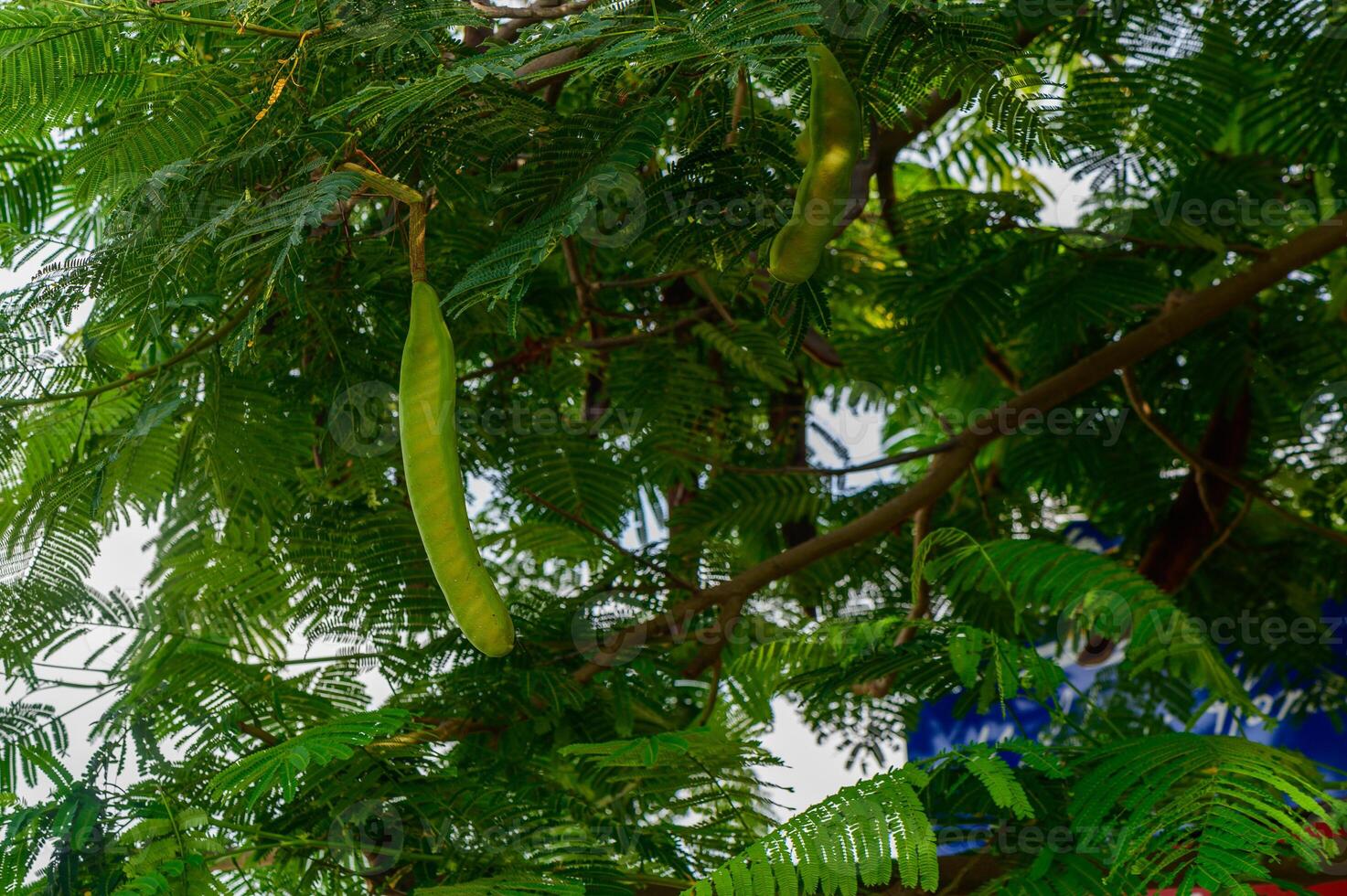 Lush green branches cradle vibrant pods under the warm sunlight in a serene garden setting photo