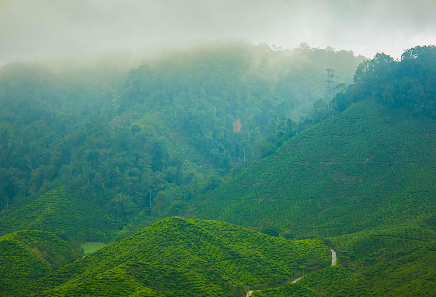 Aerial view of tea plantation on a hill, Cameron highlands, Malaysia. photo