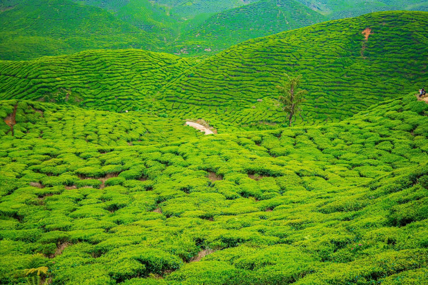 Aerial view of tea plantation on a hill, surrounded by mountains, Cameron highlands, Malaysia. photo
