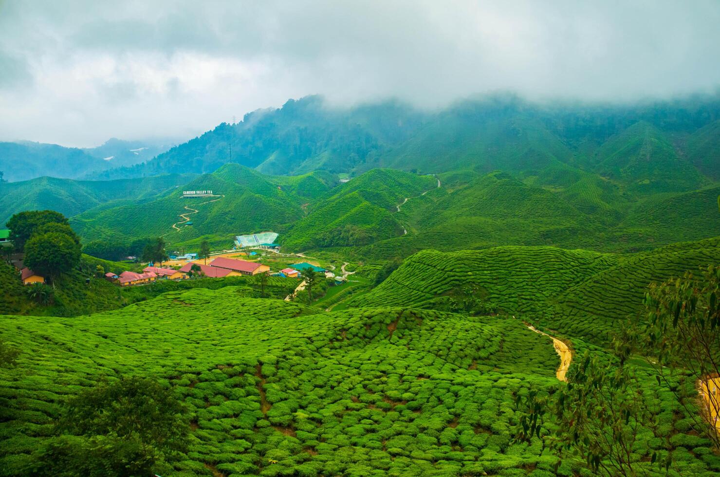 Aerial view of tea plantation on a hill, surrounded by Foggy mountains and forest, with a vibrant rural atmosphere, Cameron highlands, Malaysia. photo
