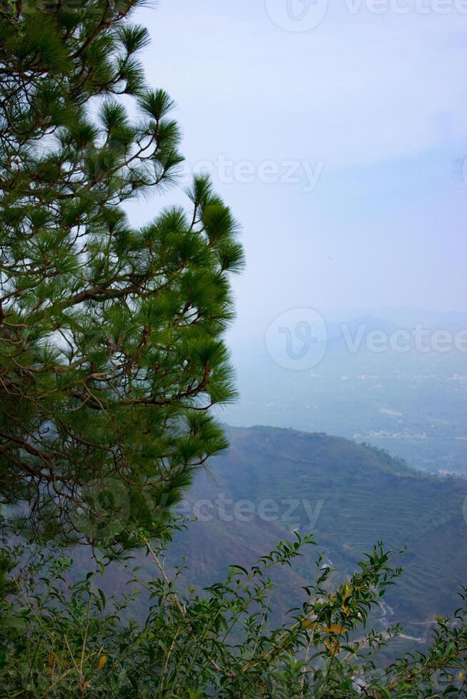 A tree with a view of the mountains photo