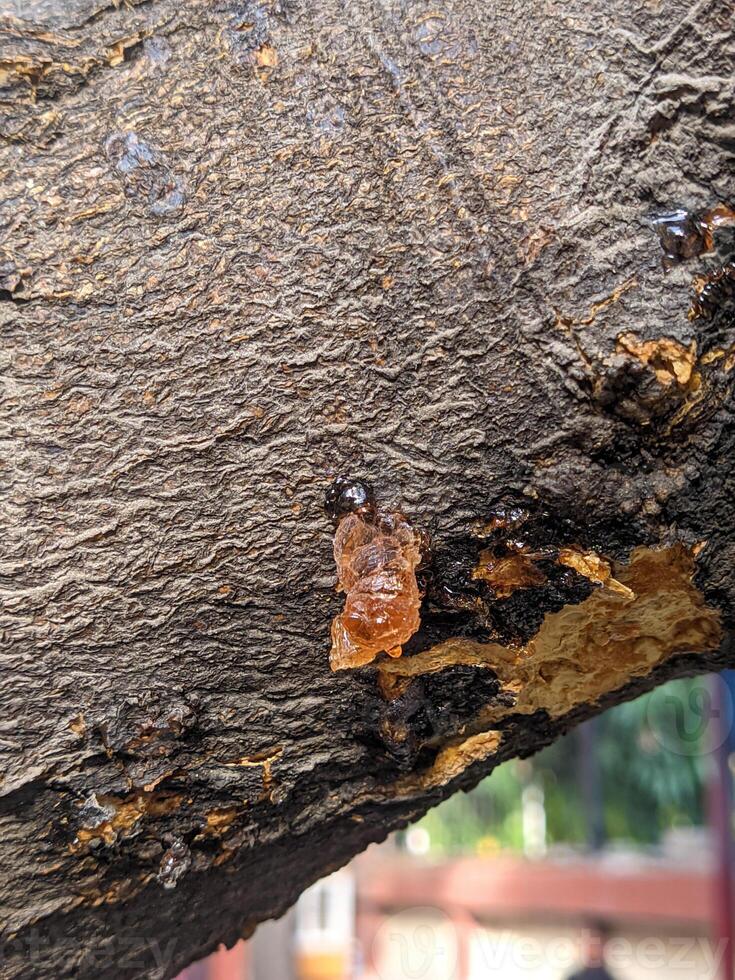 A small brown object on a tree photo
