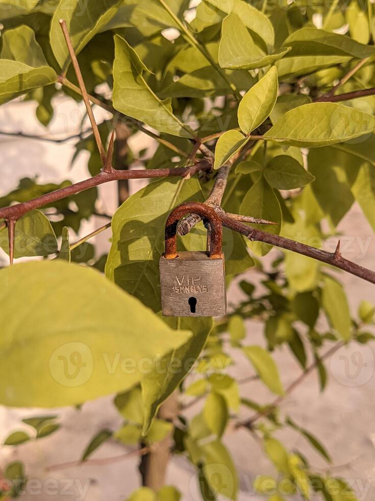 A padlock on a tree branch photo