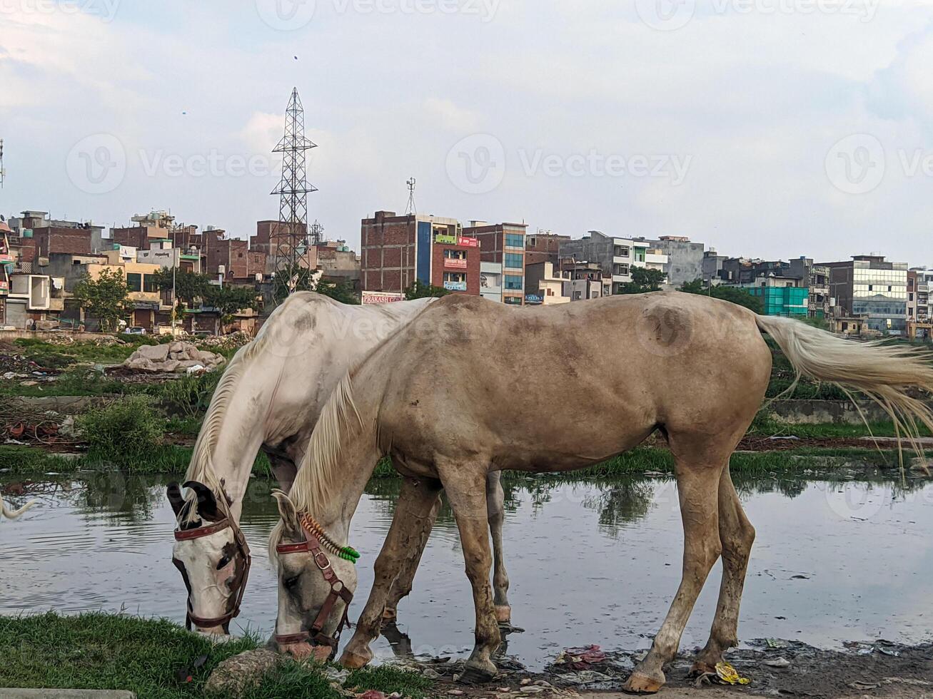 Two horses are standing next to a river photo