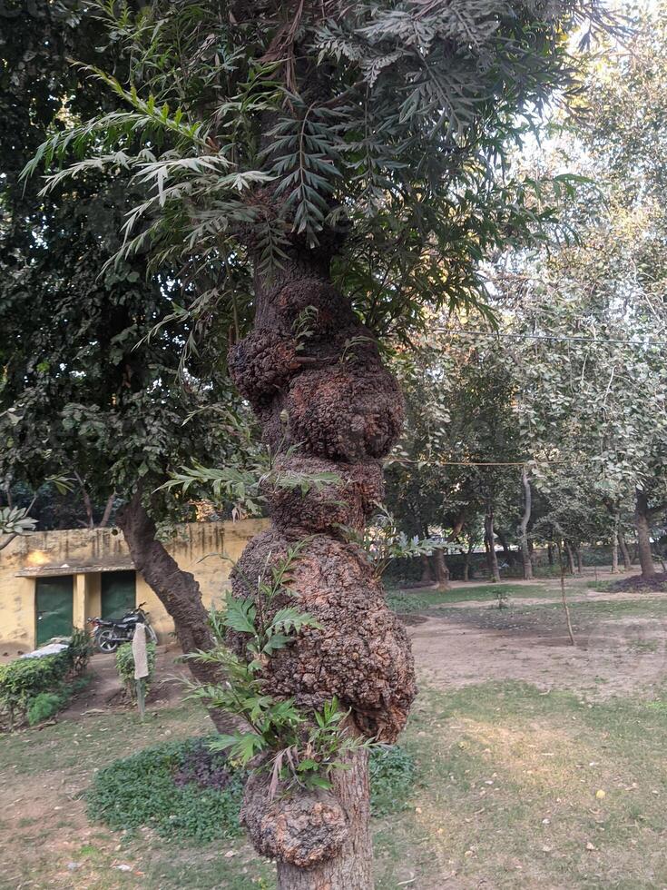A tree with a bunch of nuts on it photo