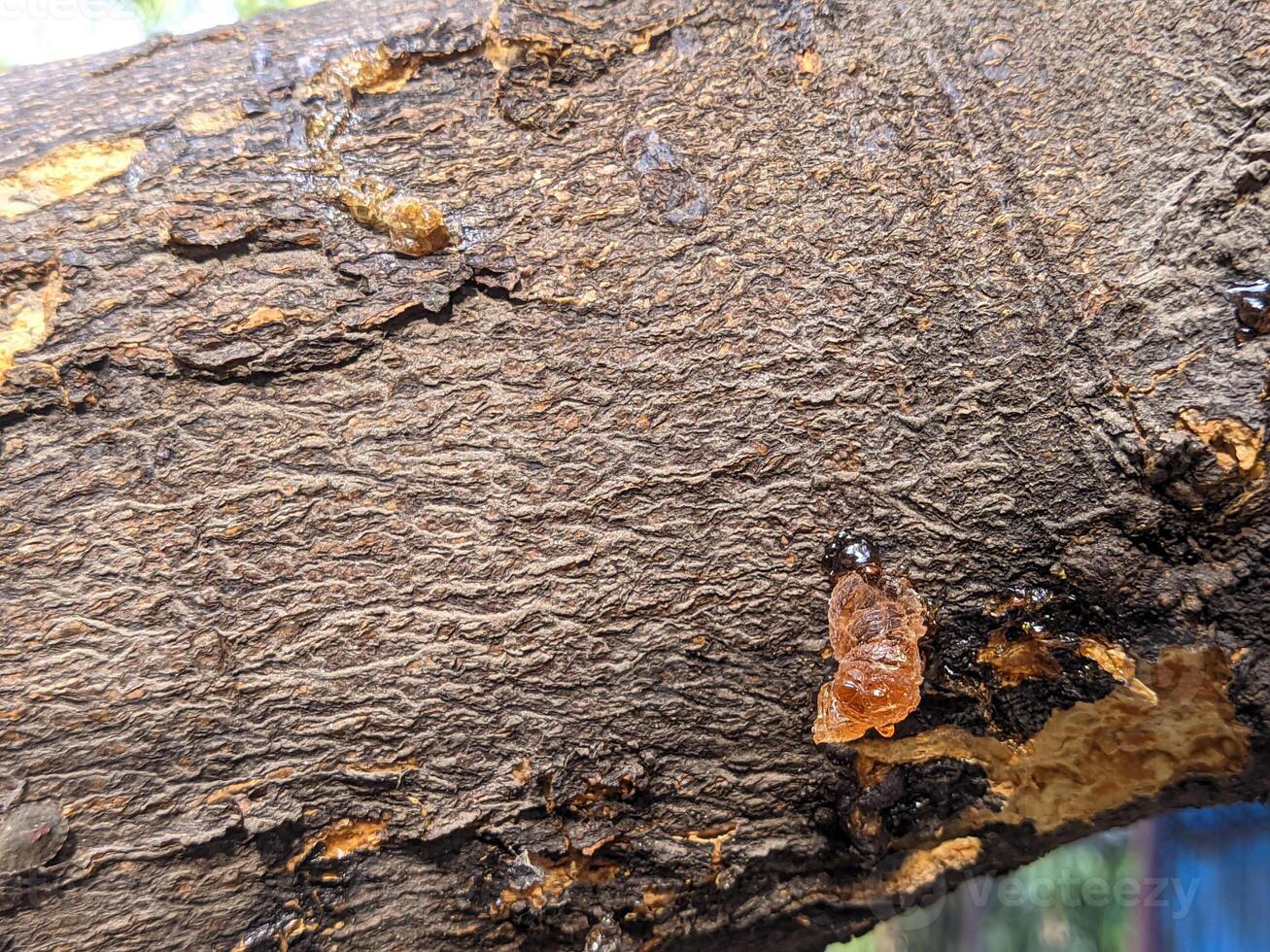 A close up of a tree with a bug on it photo