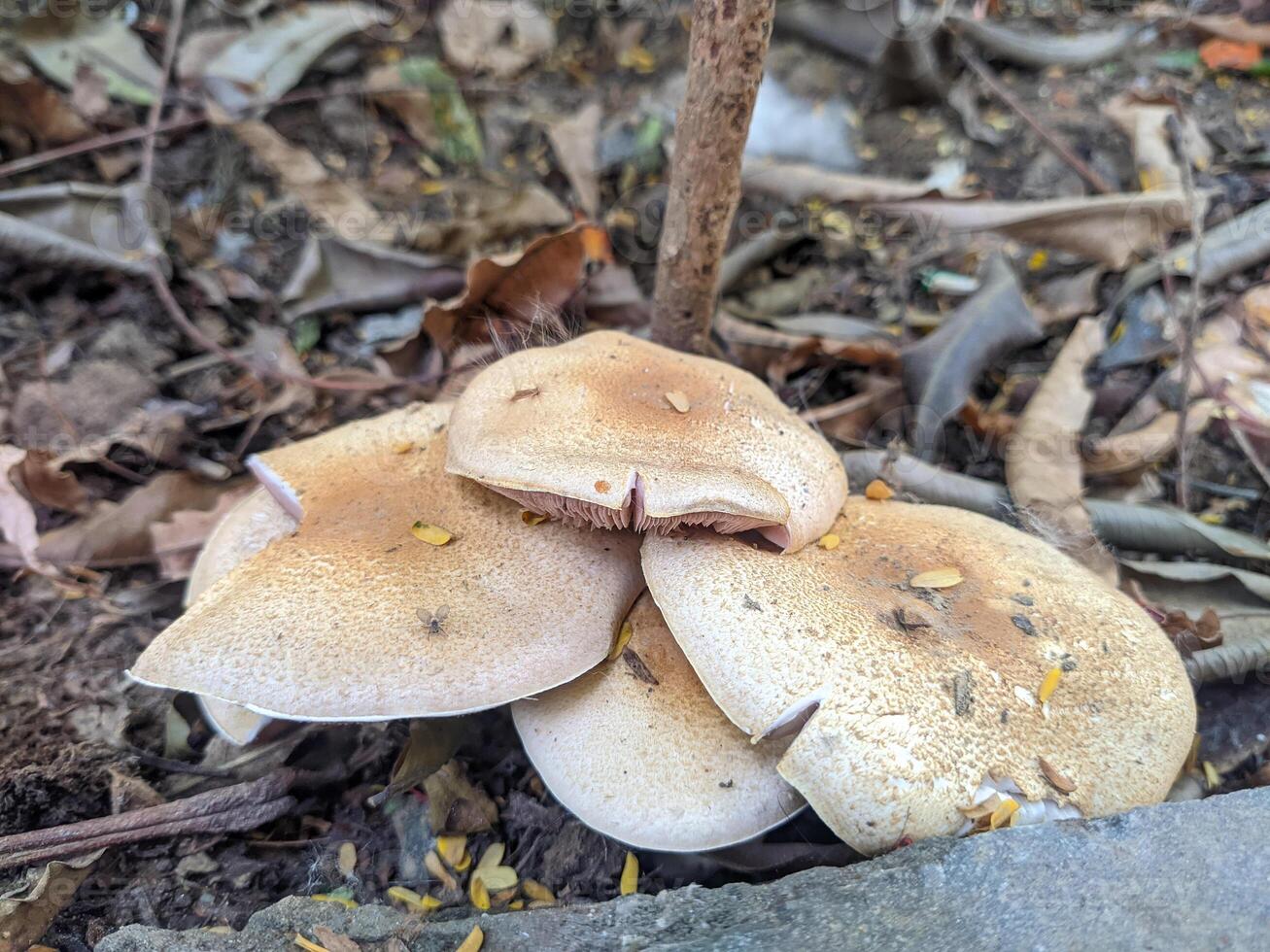 A group of mushrooms on the ground photo