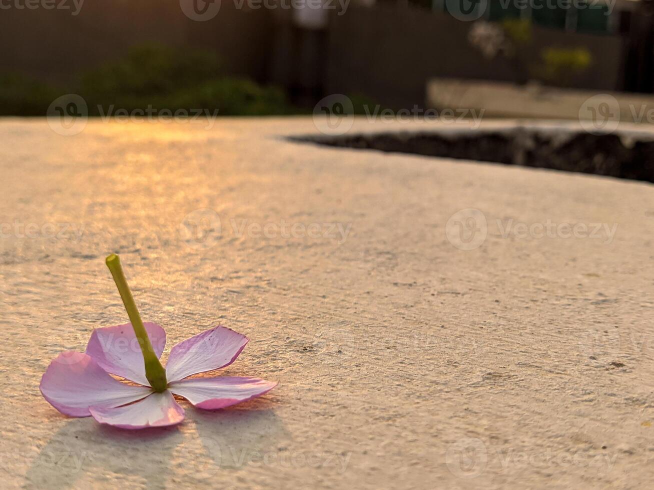 A flower that is on the ground photo