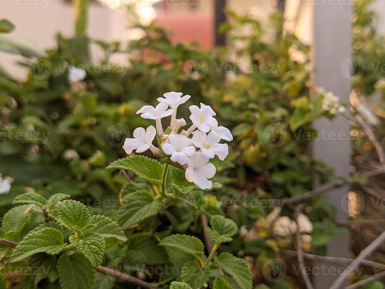 White flowers in the garden photo