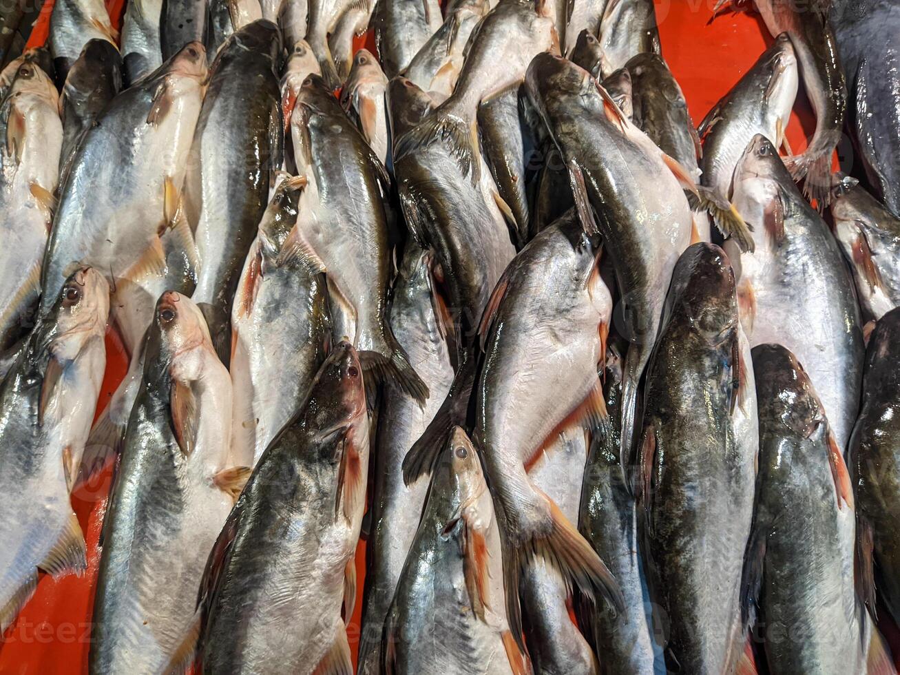 A large group of fish on display in a market photo