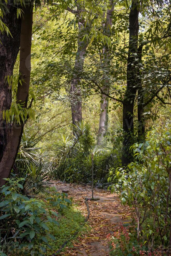 A path through a forest photo