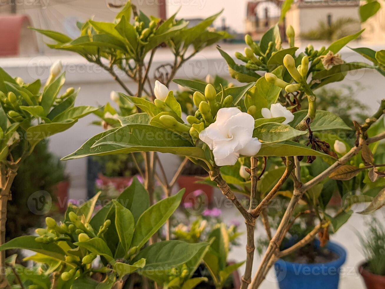 A plant with white flowers in a pot on a balcony photo