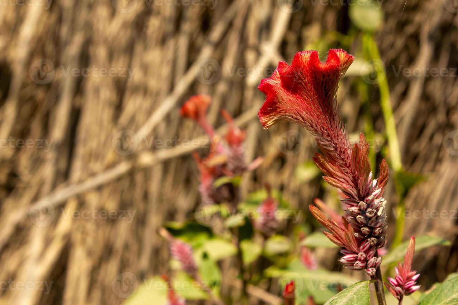A red flower with green stems in front of a wall photo