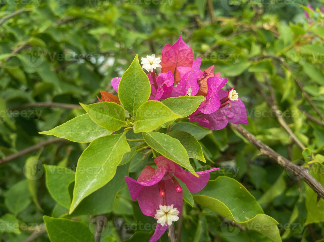 A pink flower with green leaves and white flowers photo
