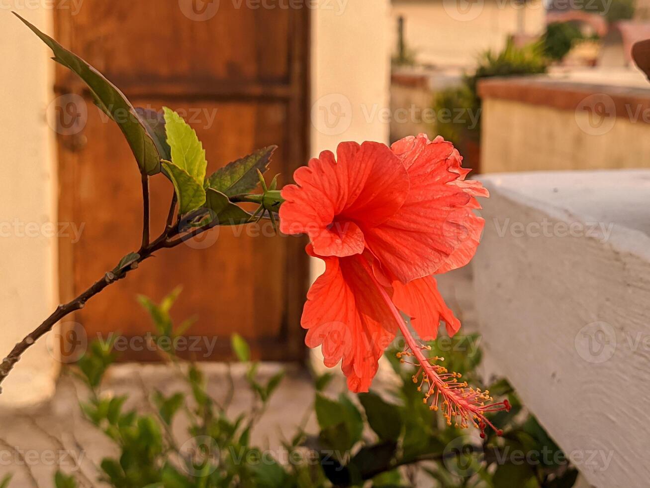 A red flower is on a ledge photo