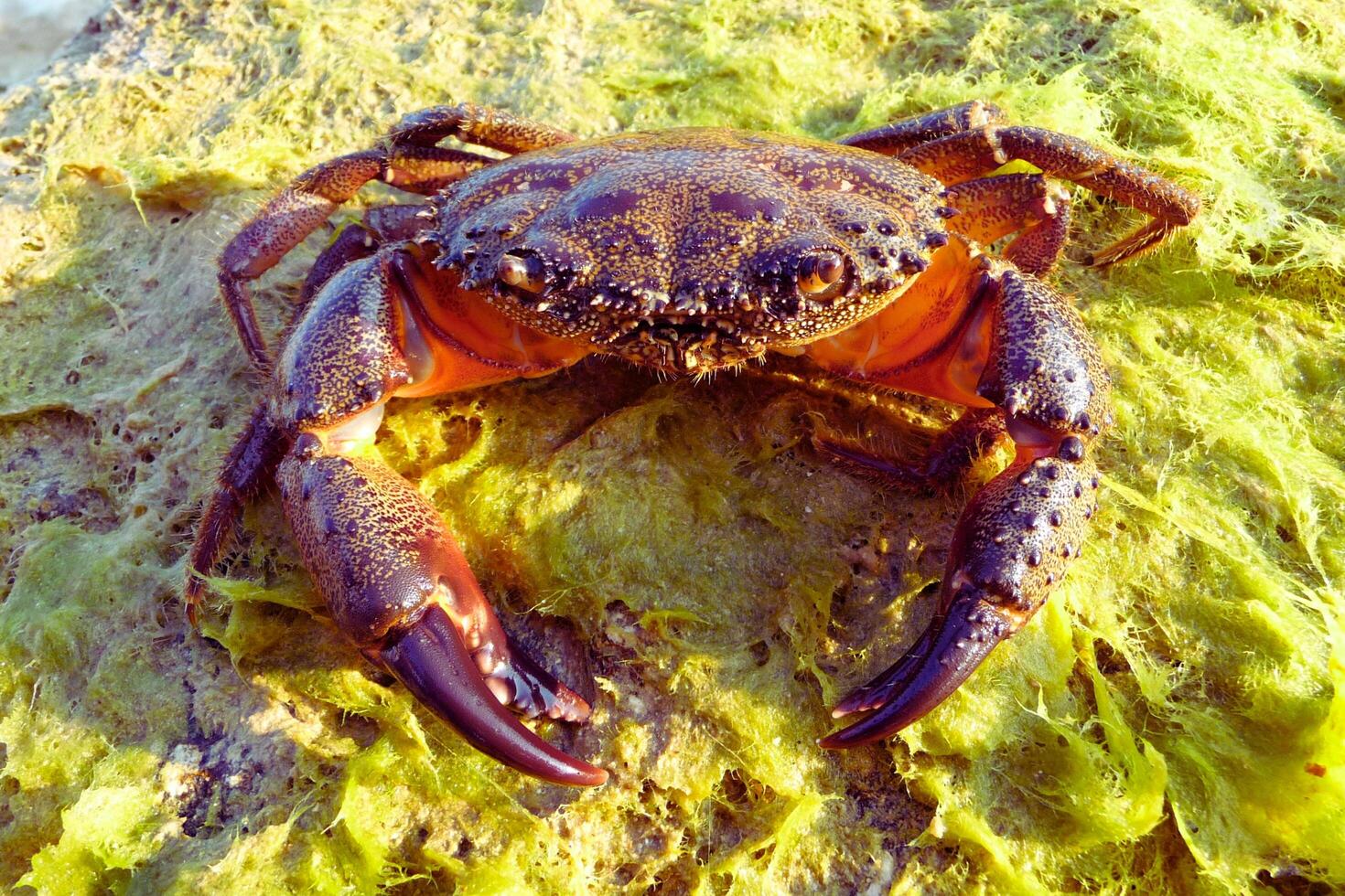 Mountain crab lying in the mud photo