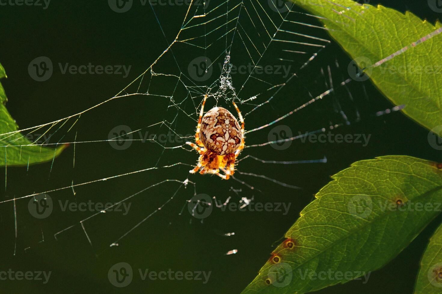 Threads of Wonder The Delicate Beauty of a Spider's Web photo