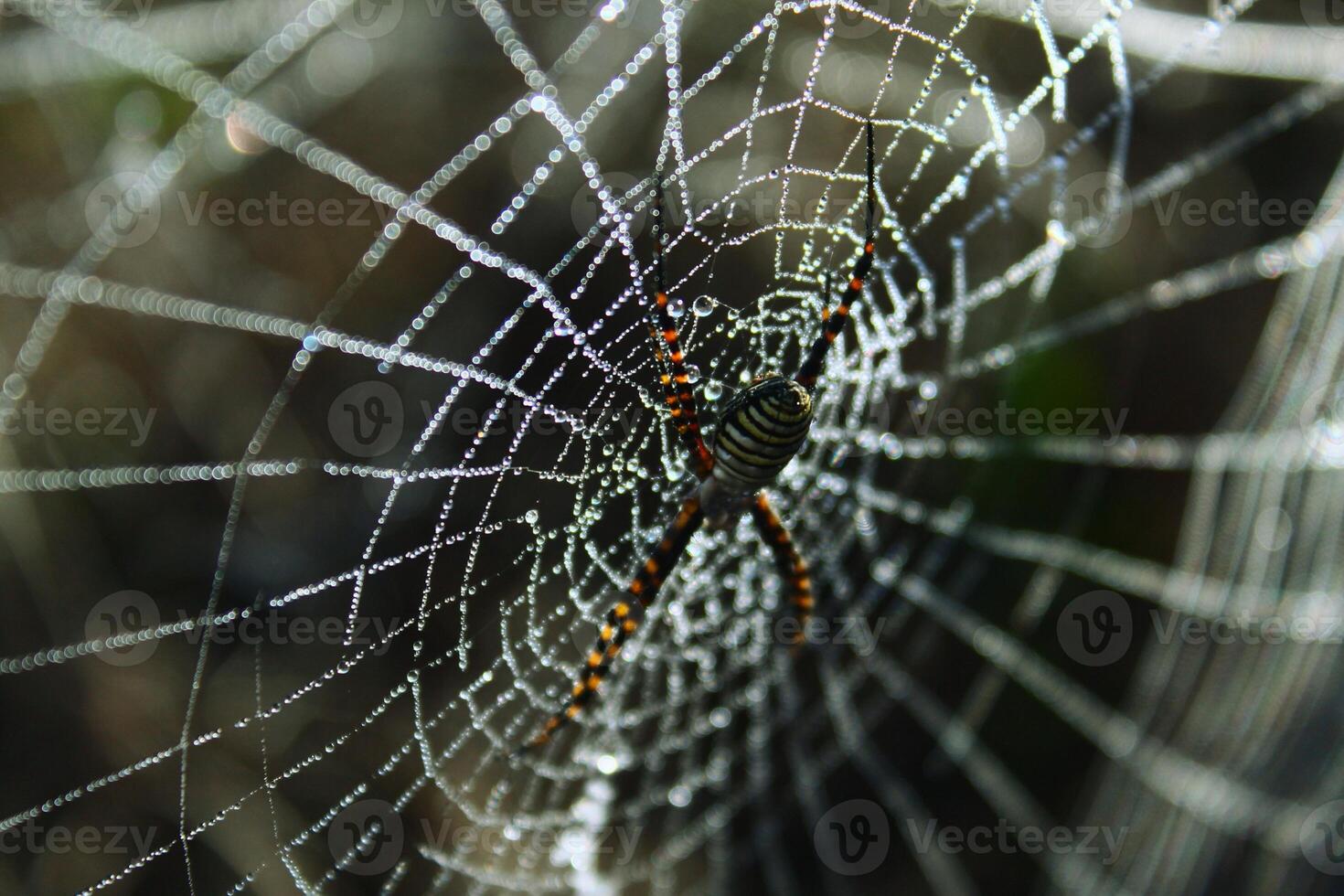 Threads of Wonder The Delicate Beauty of a Spider's Web photo