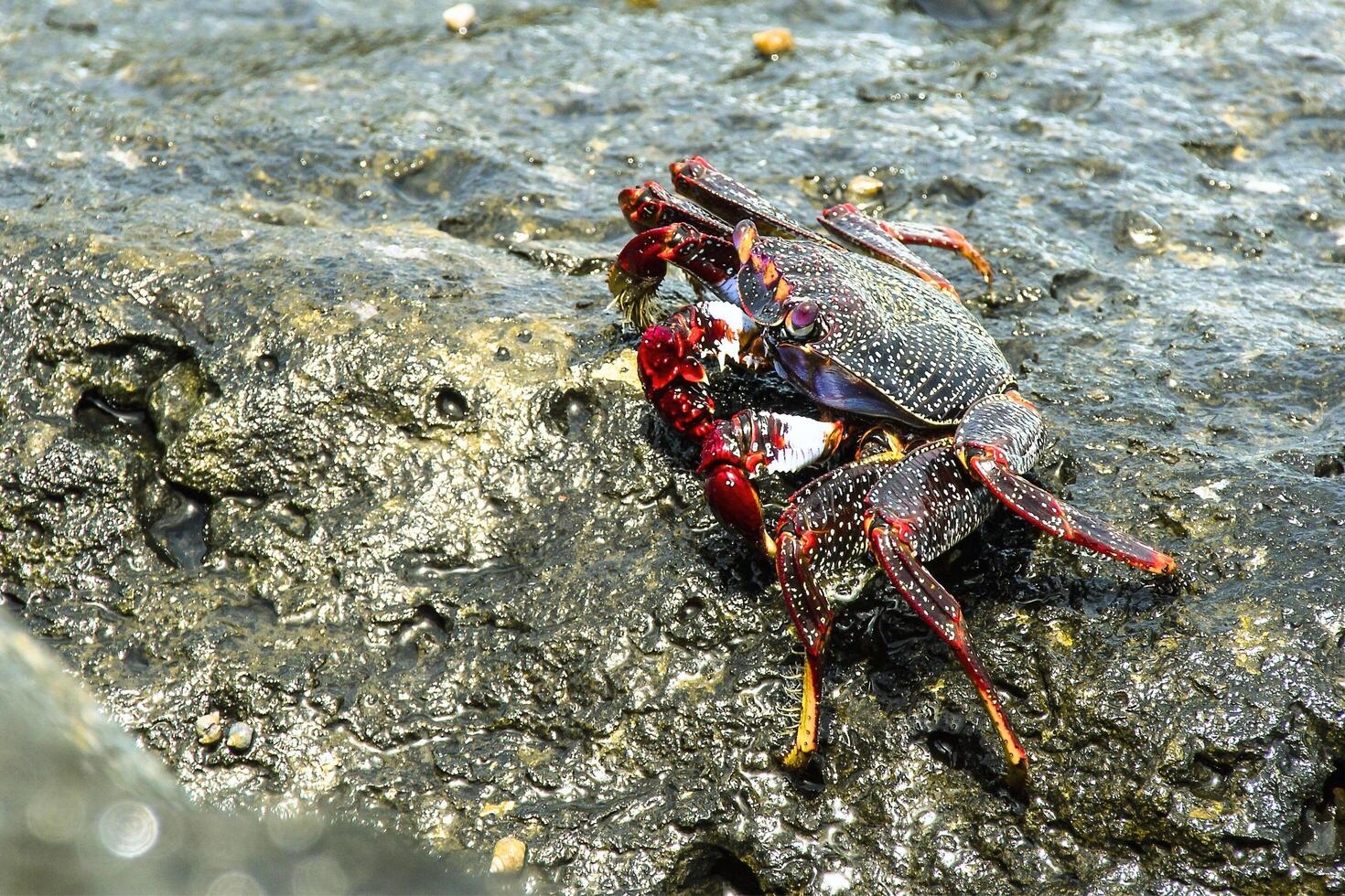 Mountain crab stones are lying still photo