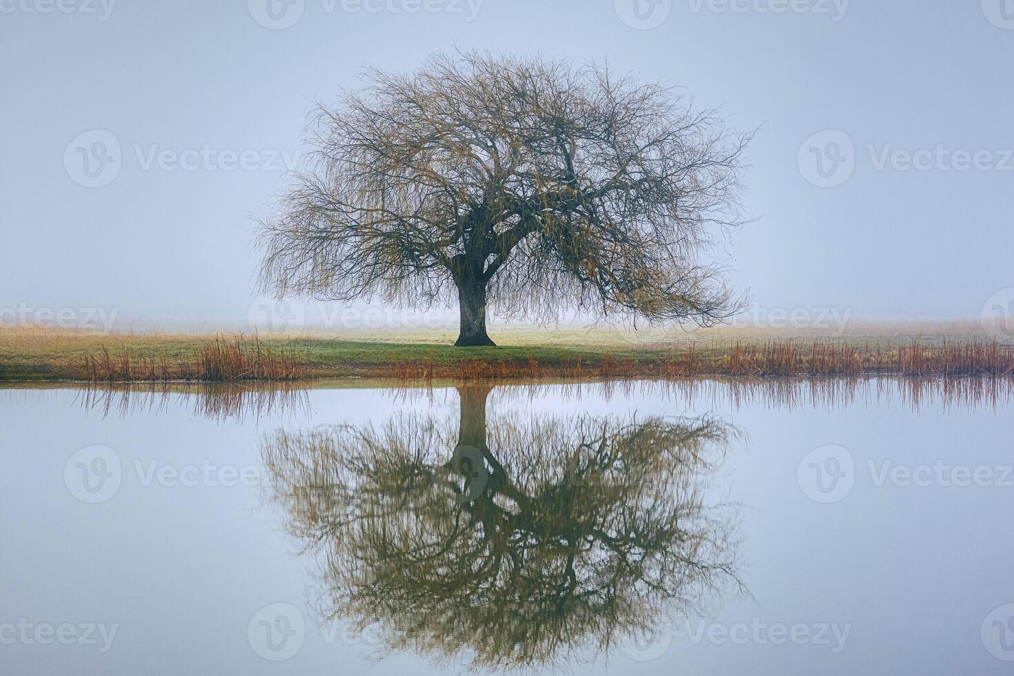 Whispers Through the Fog Trees in Soft Mist photo