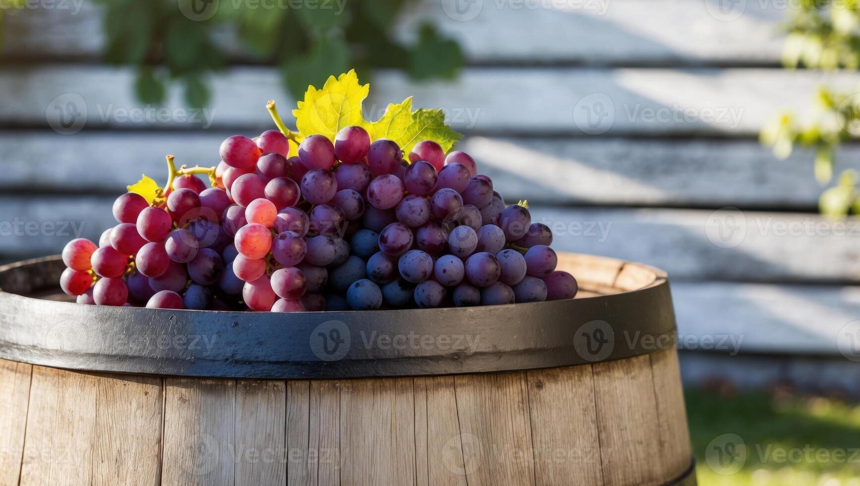 A barrel filled with grapes sitting on a grassy field photo