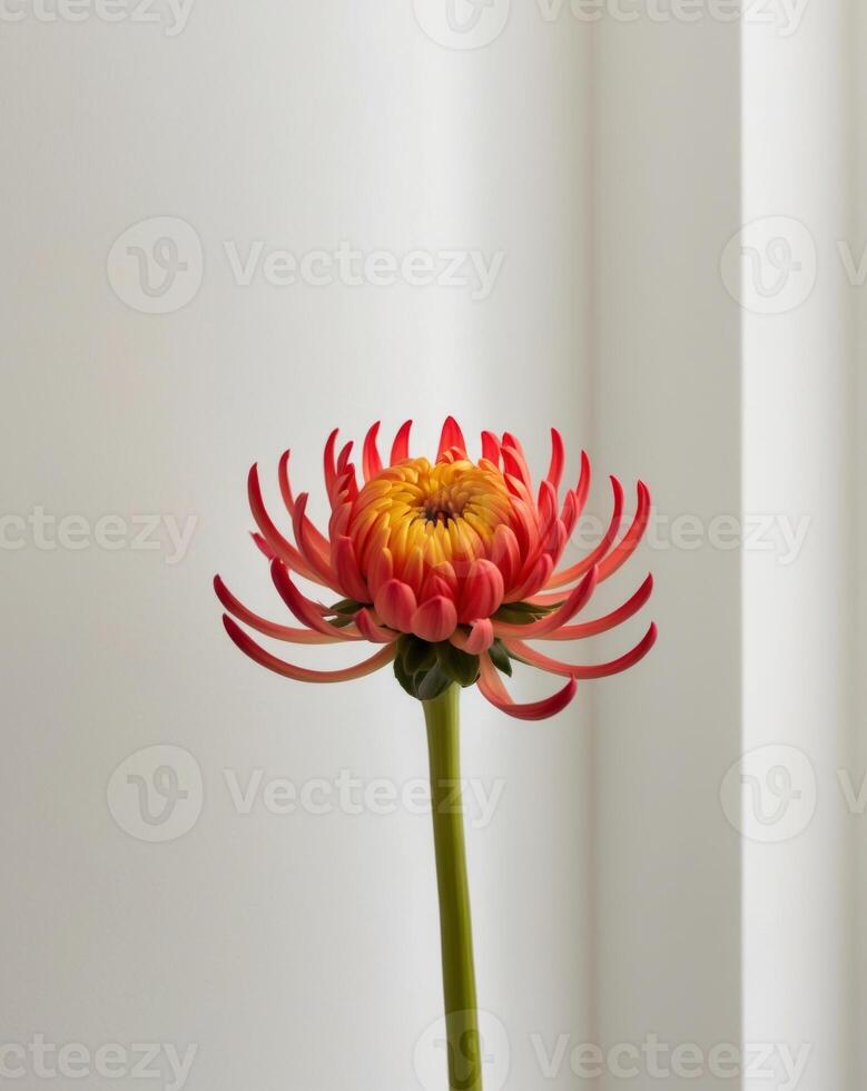 A single red flower is in a vase photo