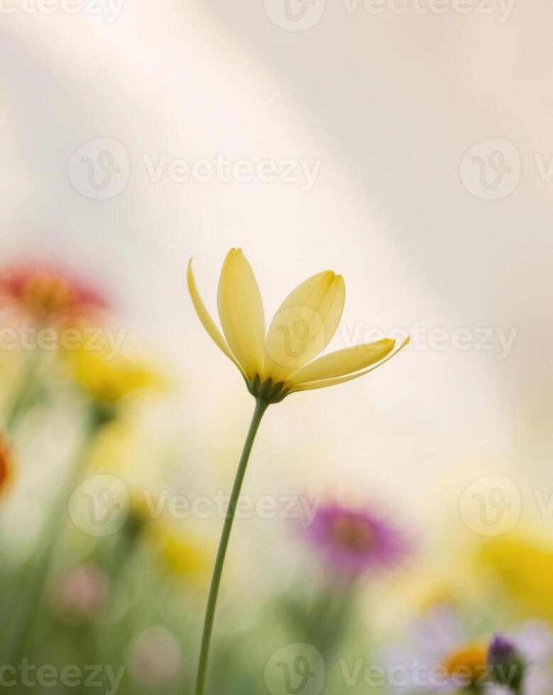 Yellow flowers in a field with a blurred background photo