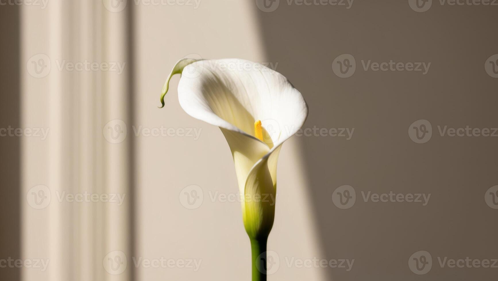 A single white calla lily is standing in front of a window photo