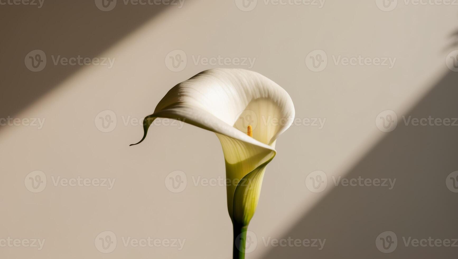 A single white calla lily in front of a wall photo