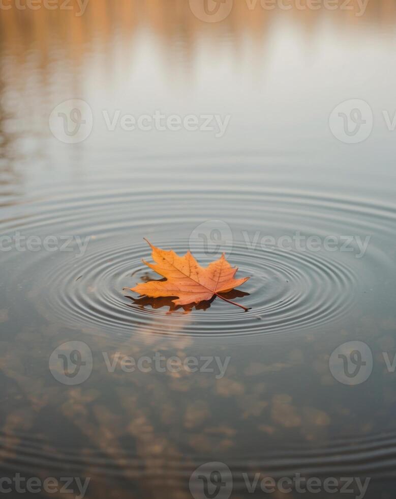 A single leaf floating in the water photo