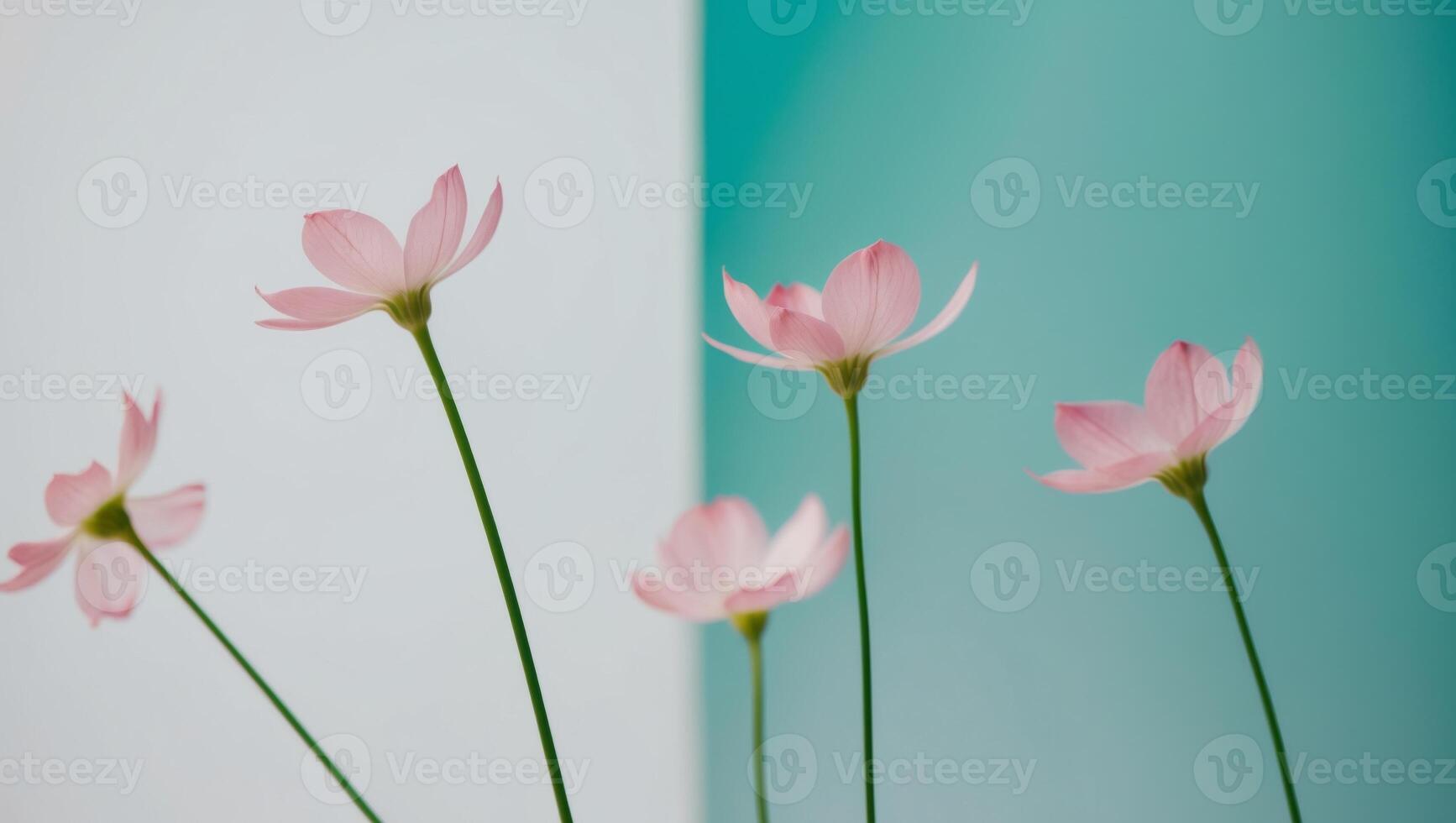 Pink flowers in a vase against a blue wall photo