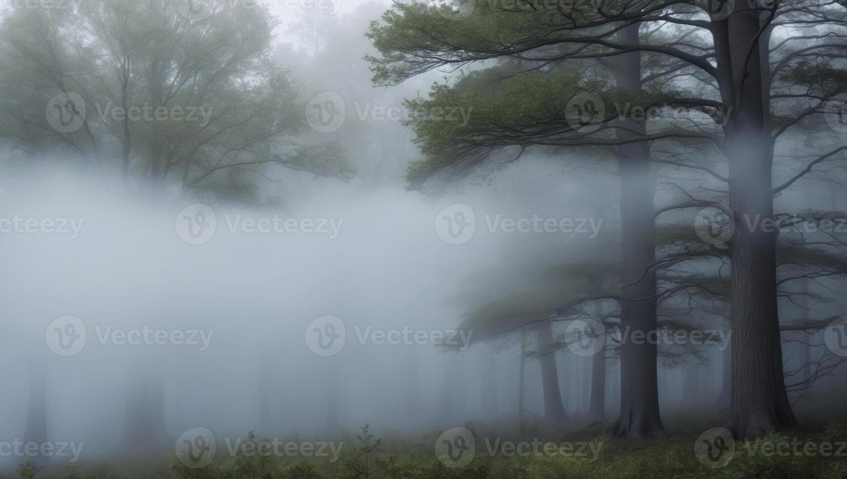 A foggy forest with trees and fog photo