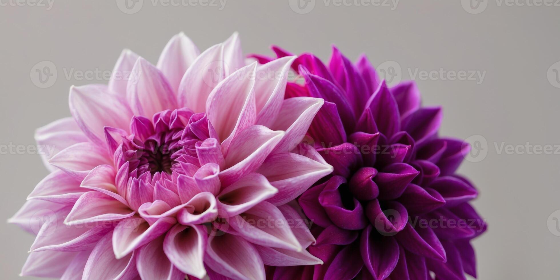 Two purple and pink flowers are in a vase photo