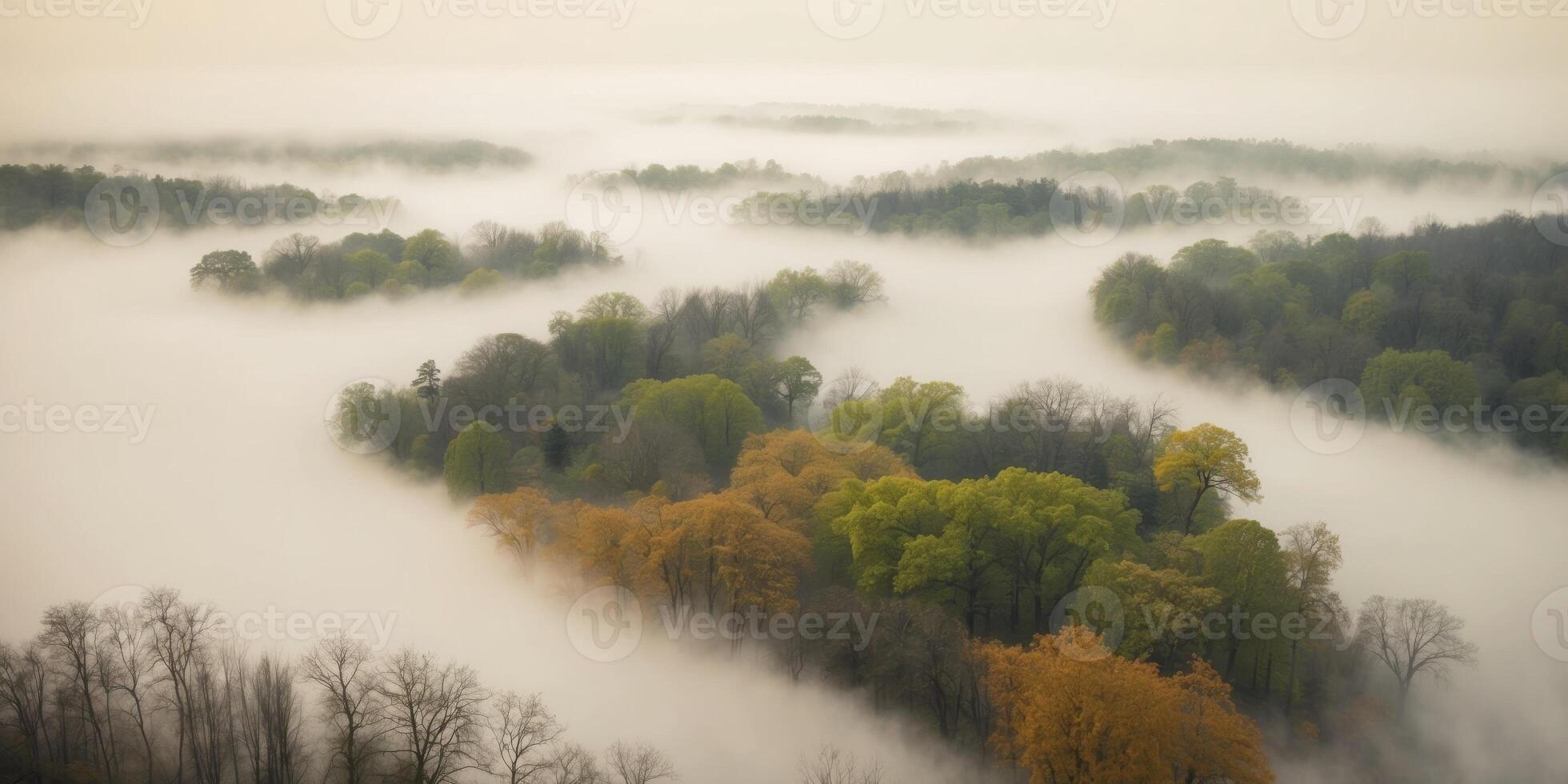A foggy forest with trees and trees in the air photo