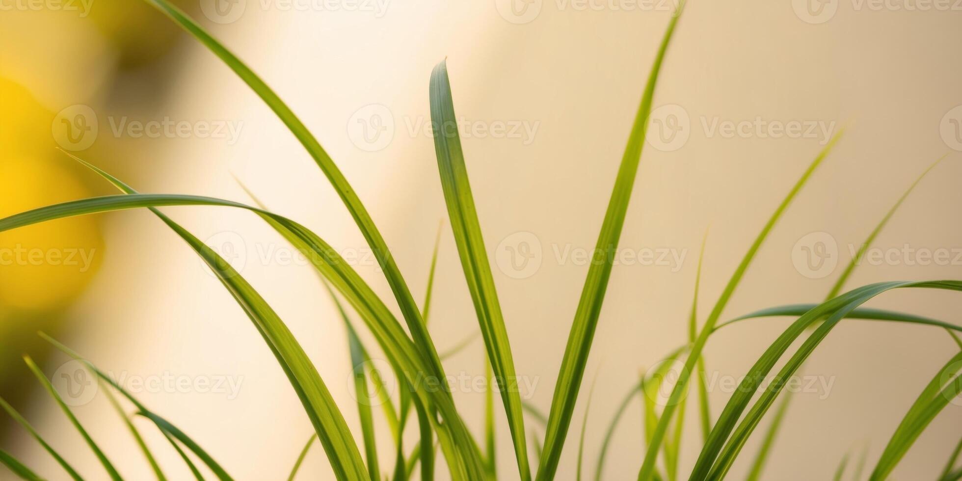 A close up of some grass in front of a wall photo
