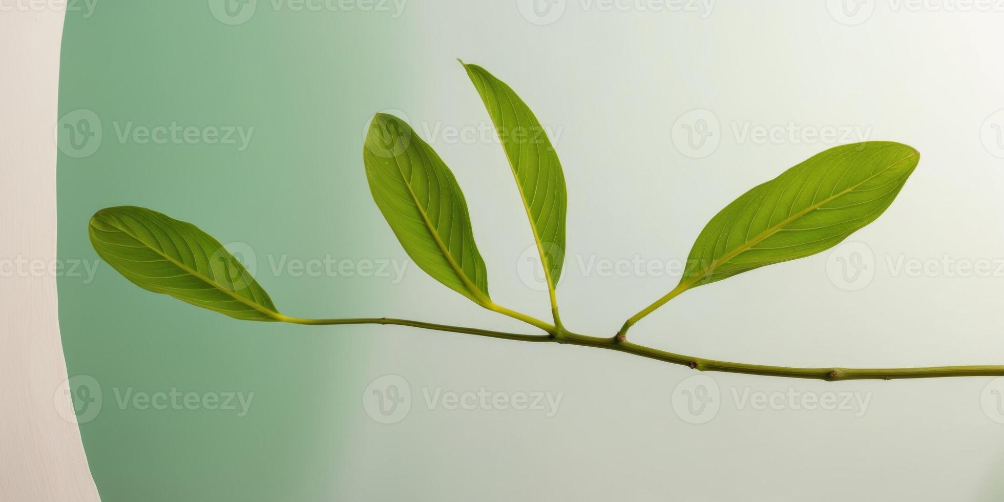 A green plant with leaves on a branch photo