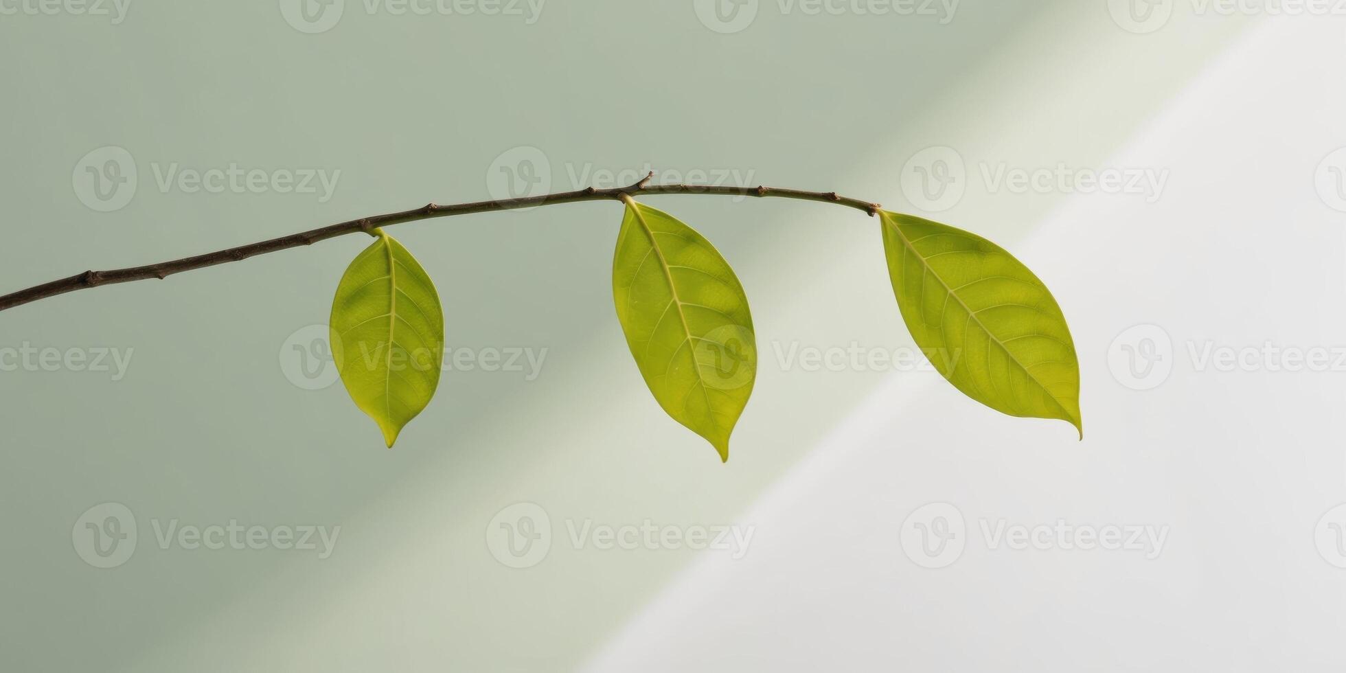 A branch with three leaves hanging from it photo