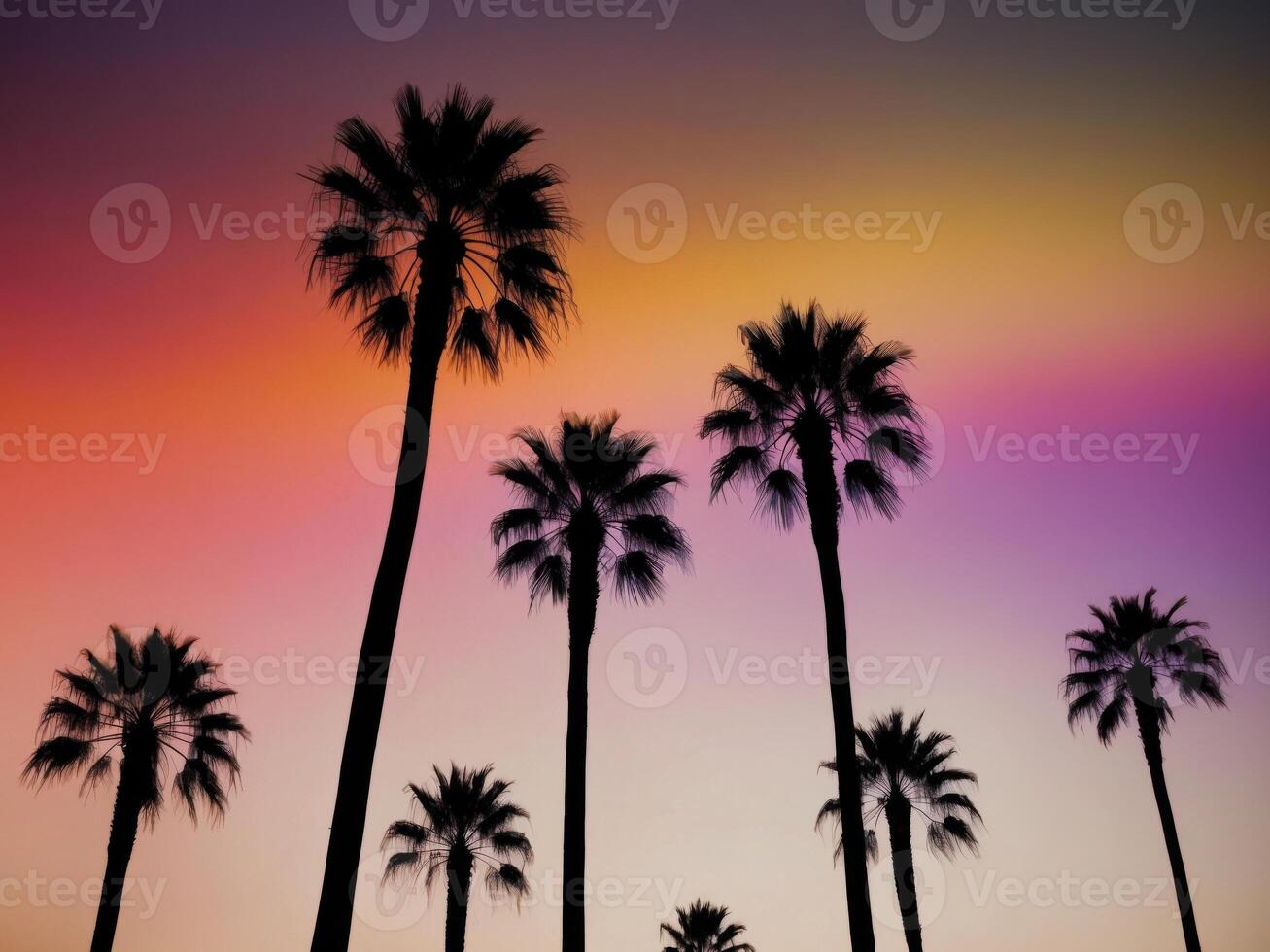 Palm trees silhouetted against a colorful sunset photo
