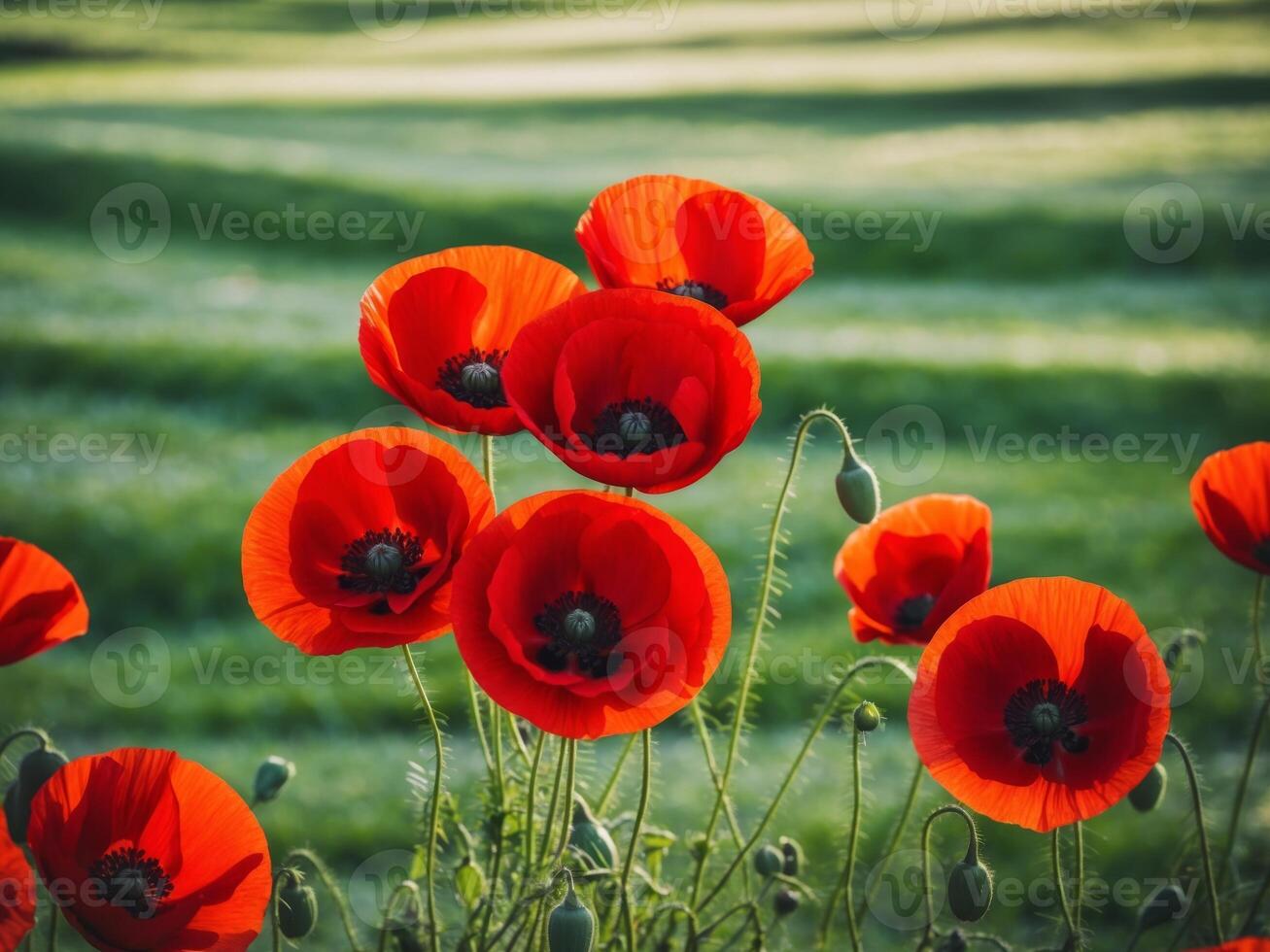 Red poppies in a field photo