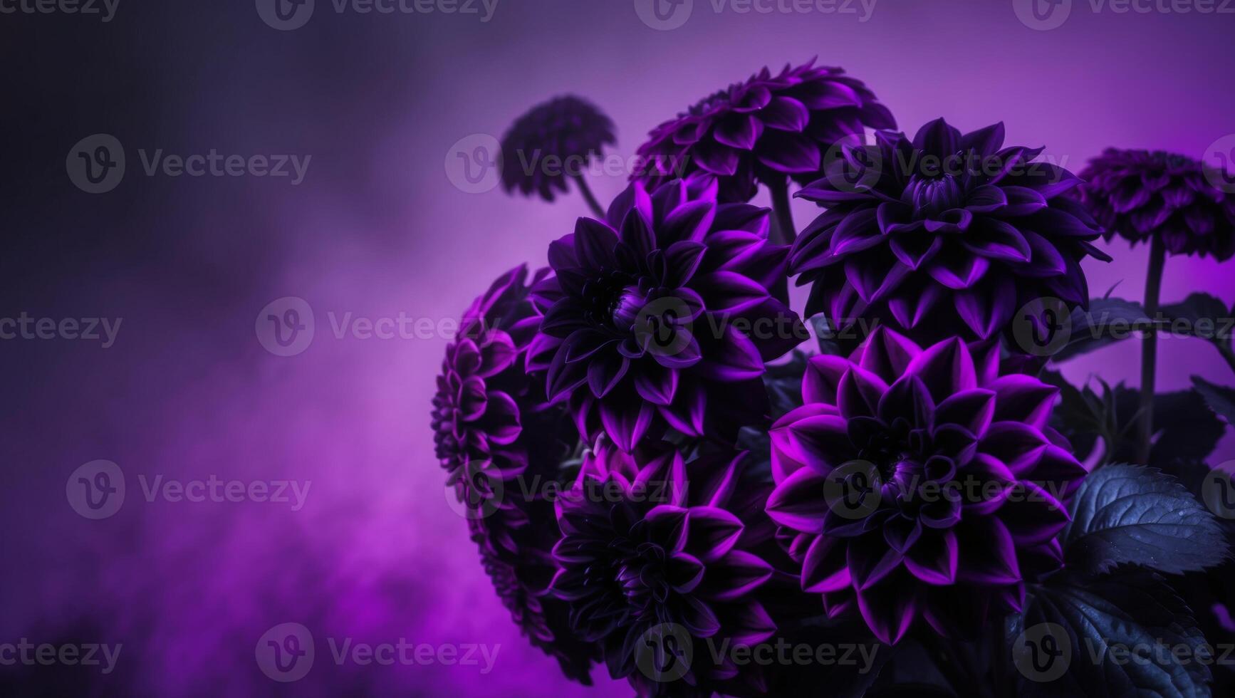 Purple flowers on a dark background photo