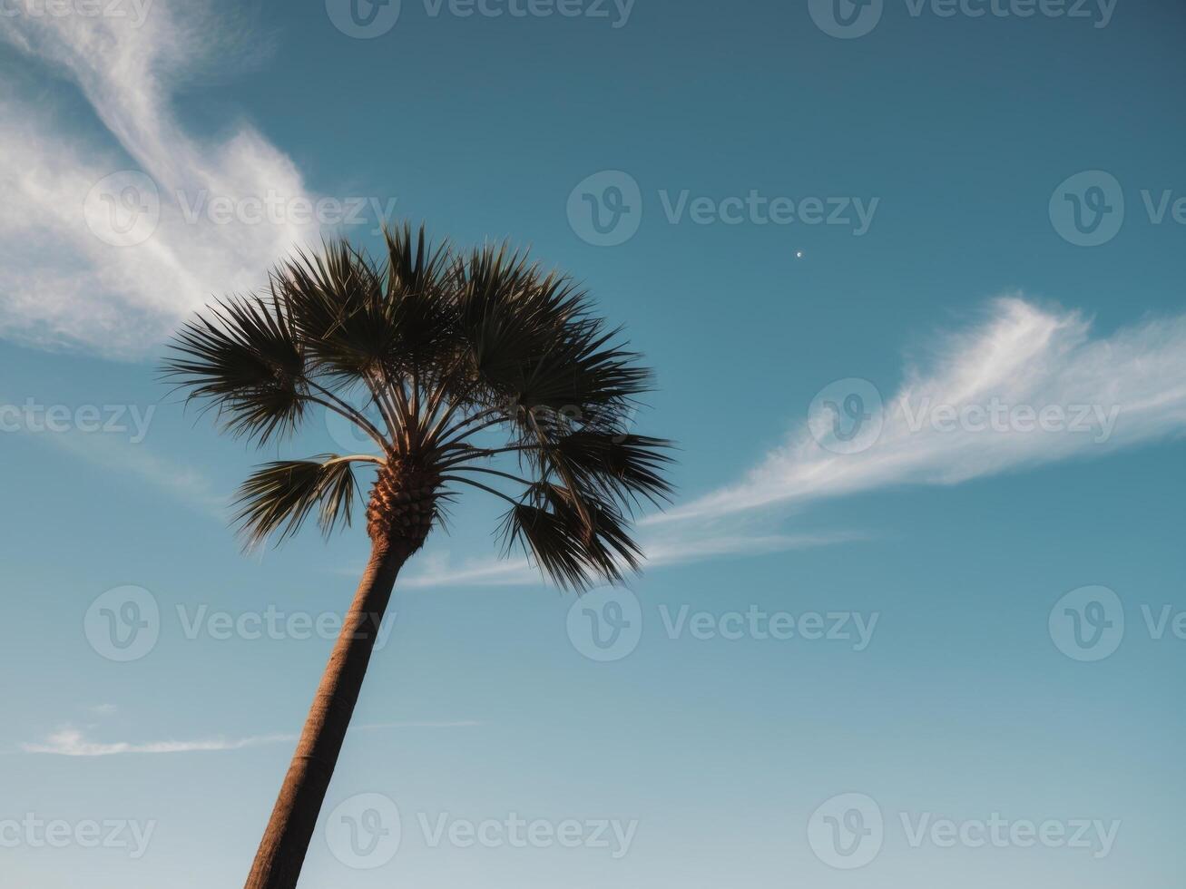 Palm tree against blue sky photo