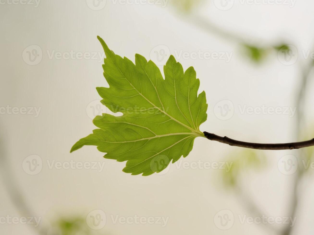A single leaf on a branch with a white background photo