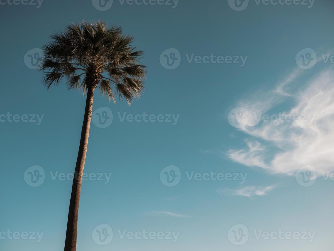 A palm tree stands tall against a blue sky photo