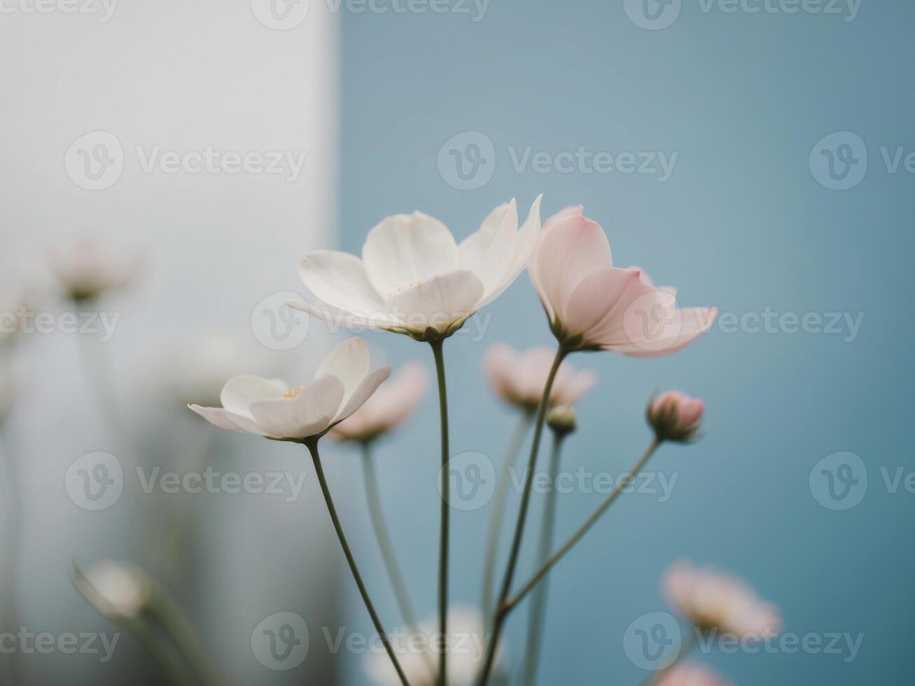 A close up of some white flowers against a blue wall photo